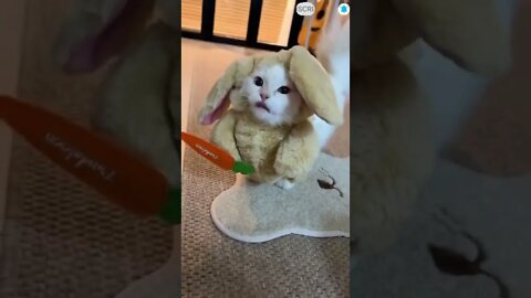 cute cat videos 😹 funny videos 😂💖