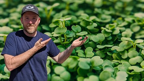 Easy Microgreens