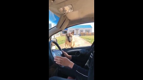 Funny animals video|funny animals |try not laugh