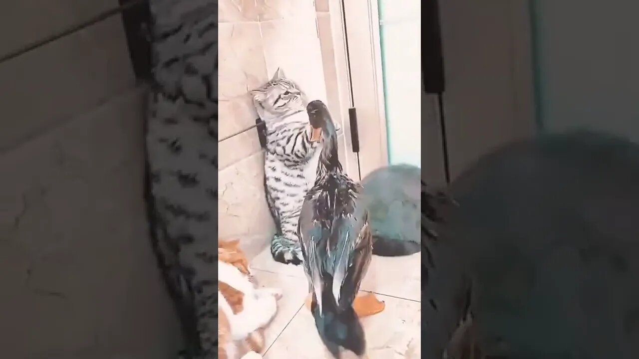 Cat And Duck Fight | #reels #cat #shorts #funny #video