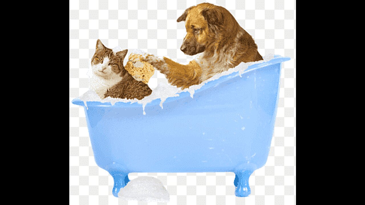 "Feline Follies: The Glamorous Grooming Gallery"