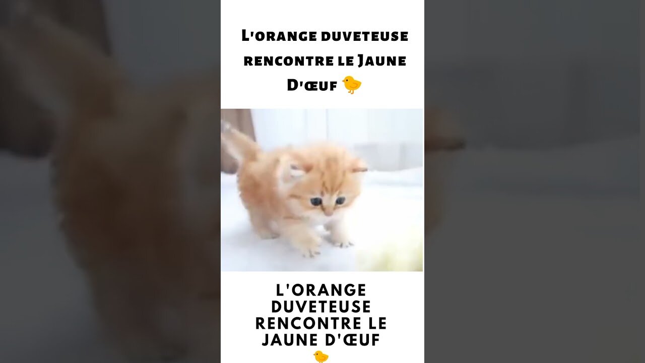 L'orange duveteuse rencontre le Jaune d'œuf 🐥