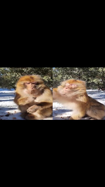 Funny and cute monkey / funniest monkey