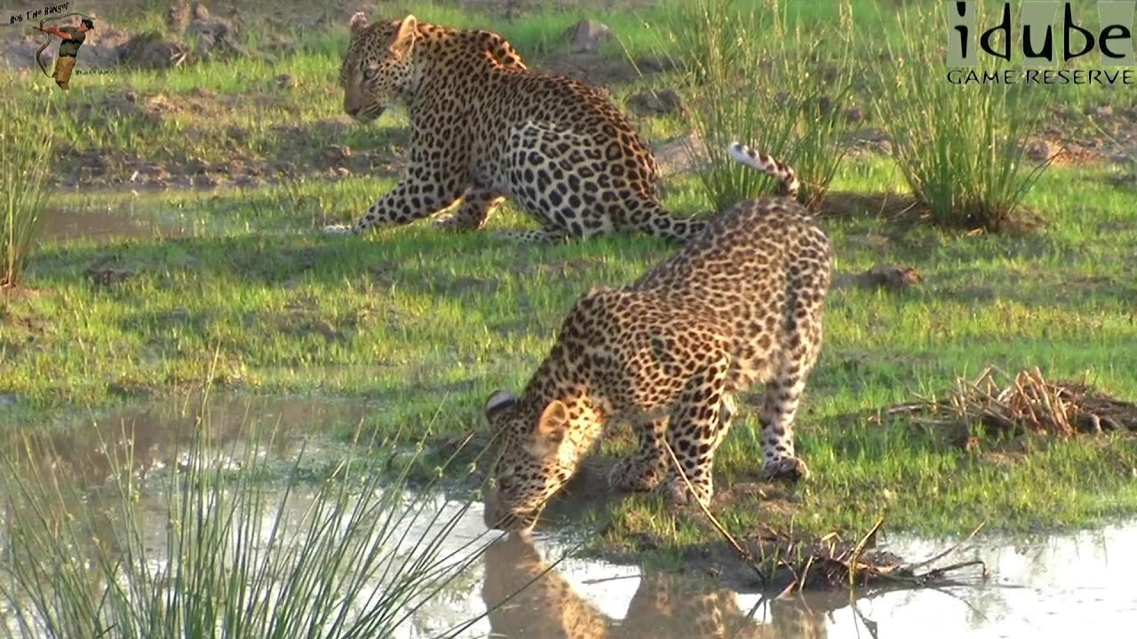 Leopards At Waterhole