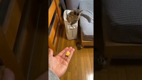 incrível 😱😱 #shorts