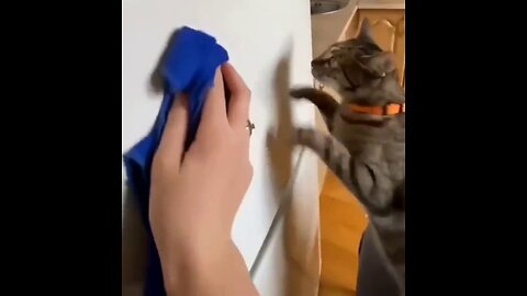 Watch the cat help the owner of the house