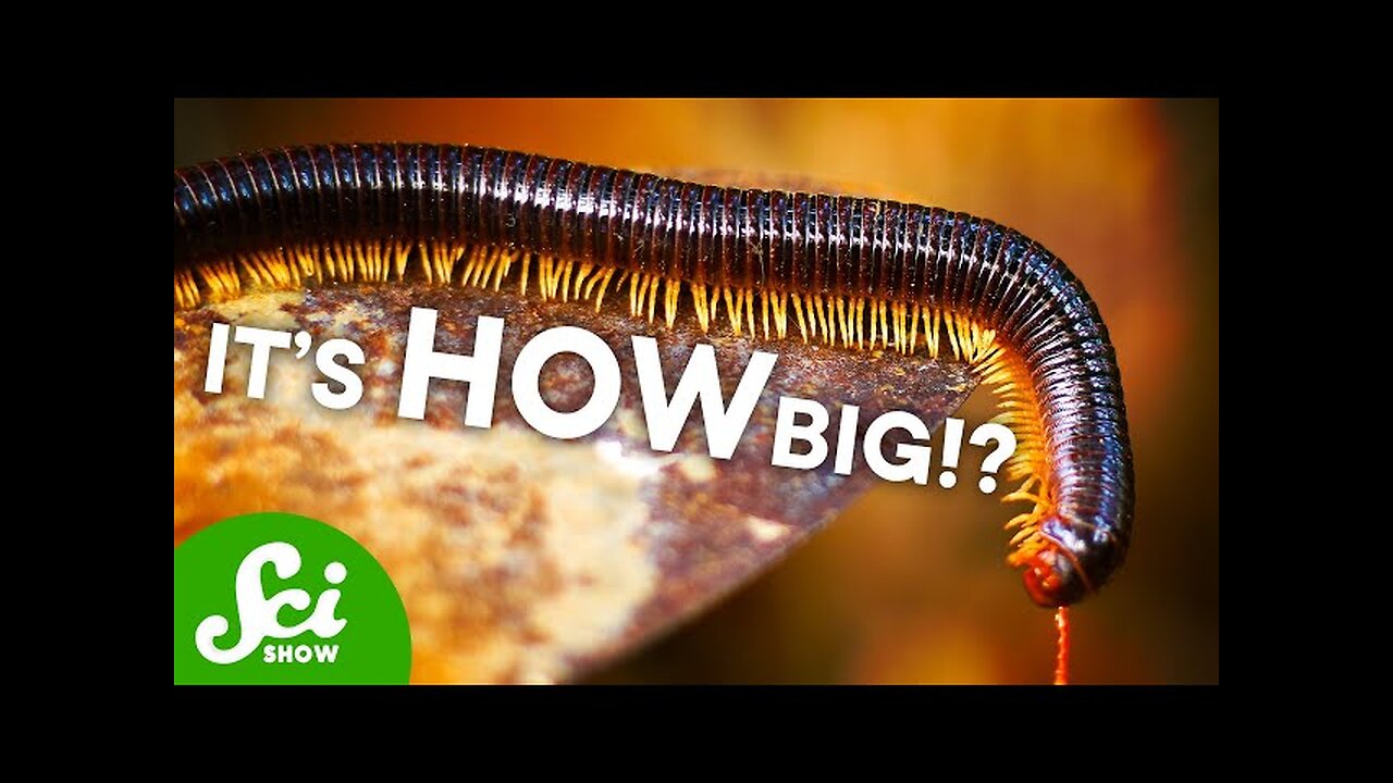 Six-Foot Long Millipedes?! And Other Fossil Giants