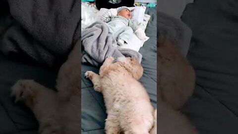 cat play with baby