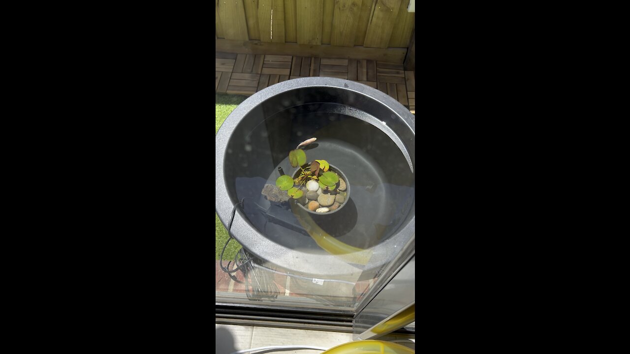 Long life goldfish 😍🐟