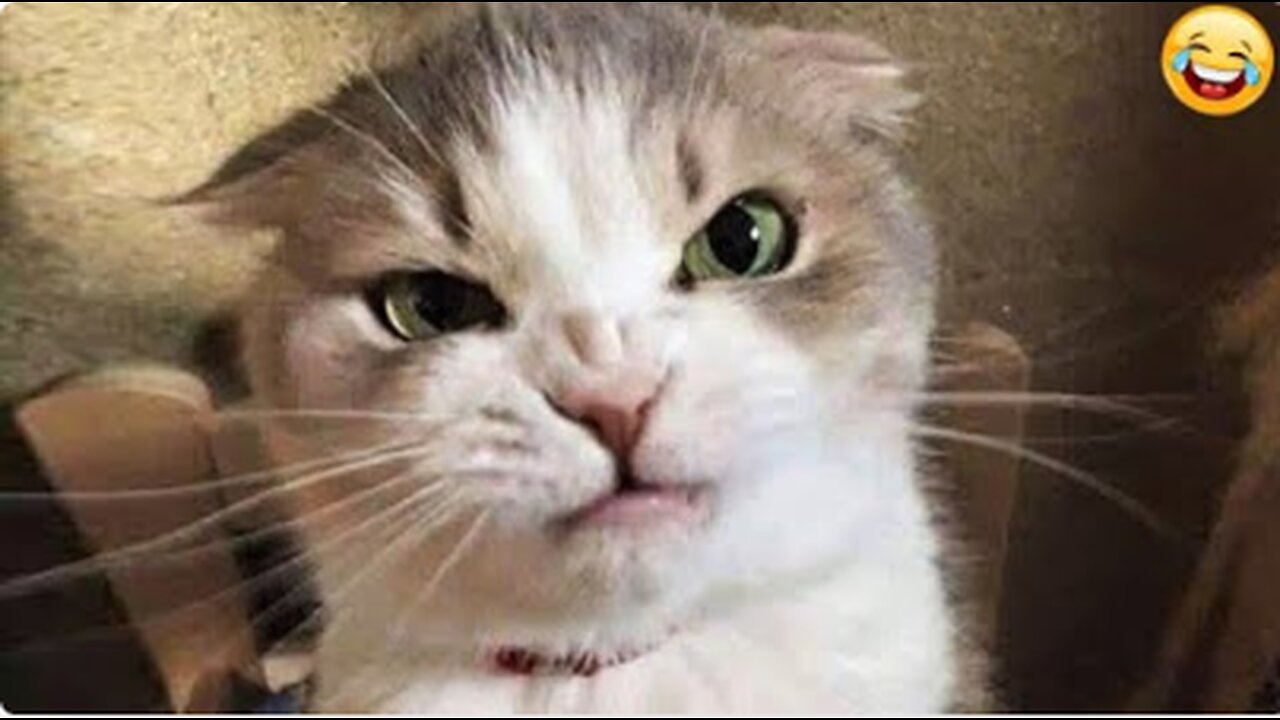 Funniest Animals 2023 😂 | Funniest Cats and Dogs | Part 15