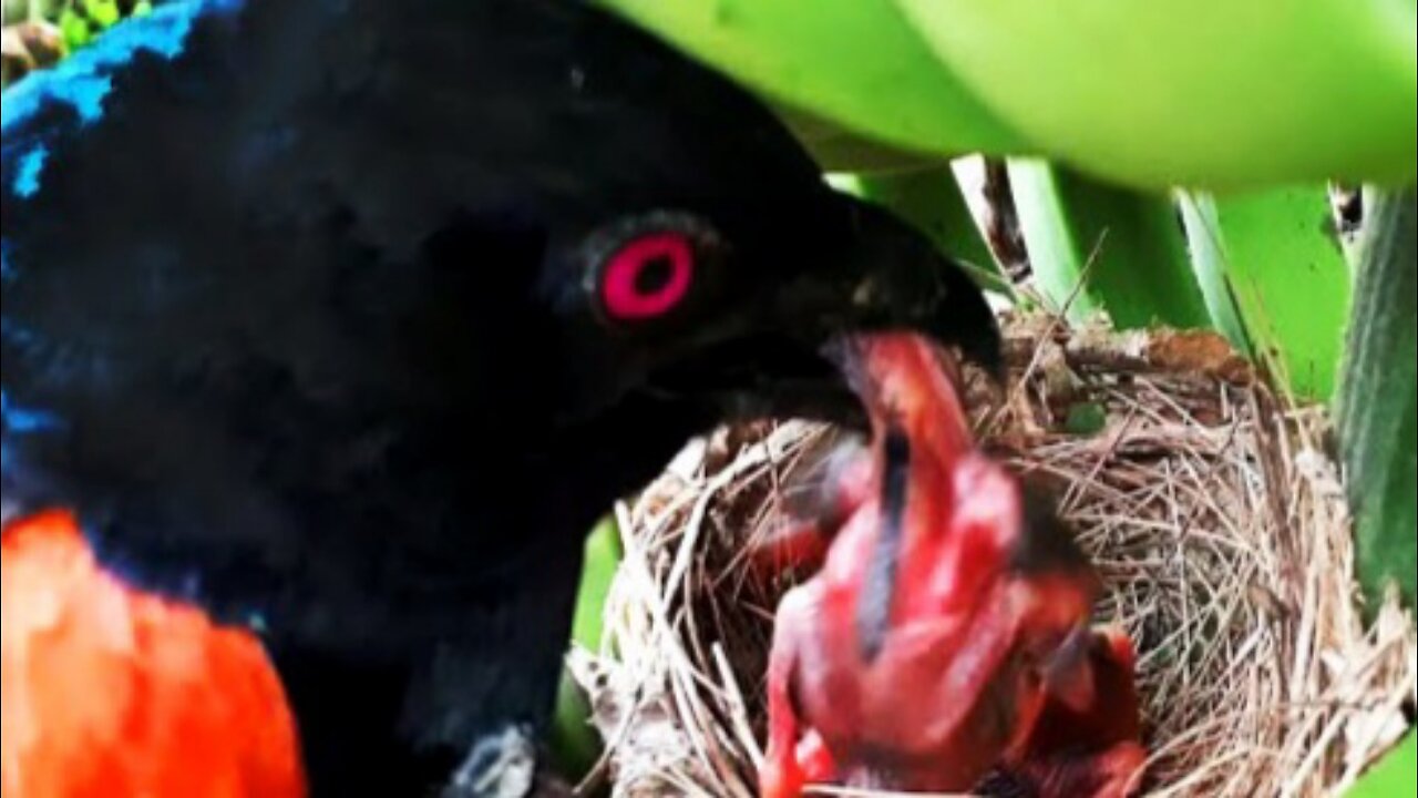 Snake , Red Crow , Cuckoo , Falcon Attacking Baby Birds |