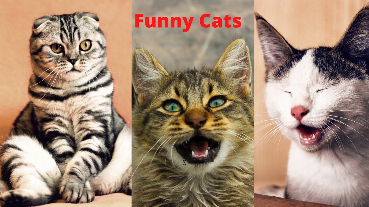 Funny cats