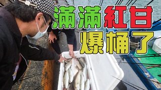 【台客去船釣】連班第二天上午老蟹大物襲擊！下午紅甘筍群瘋狂落水咬！feat.錦豐順娛樂海釣船