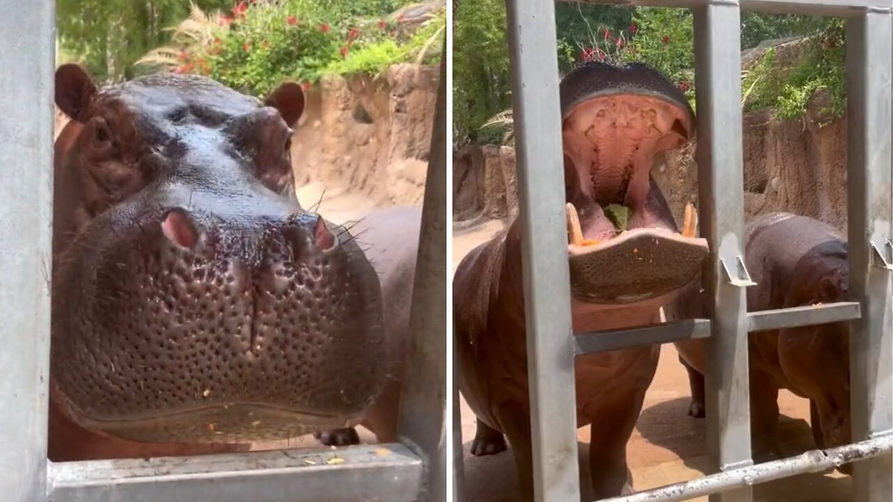 Hippo Bobby’s munching melons! 🍈🦛