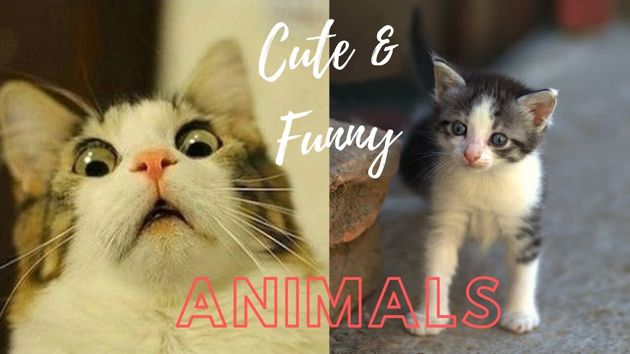 Cute Animals Compilation.Beauty Of Animals.#dogs#cats#Animals Lover.