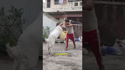 Chauthi bakra-eid par fansa bakra! #shorts
