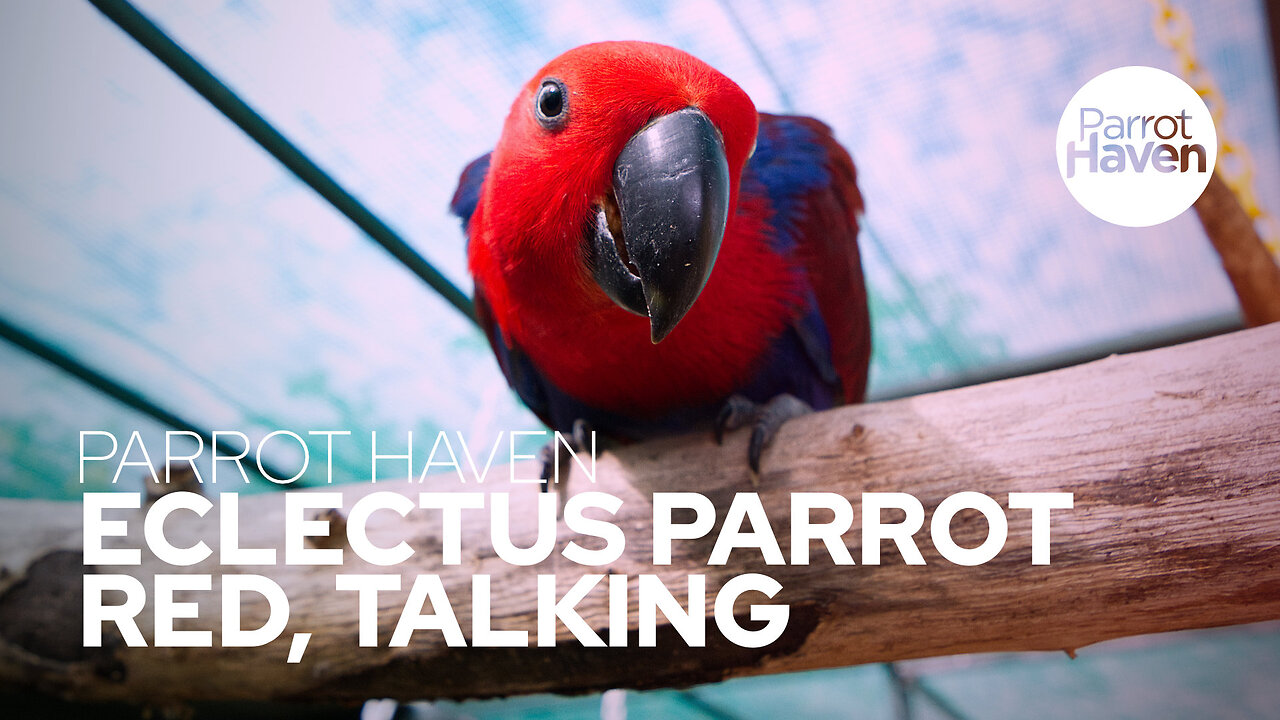 Red, the Eclectus Parrot Talking