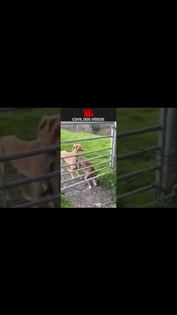 cachorro pulando a cerca