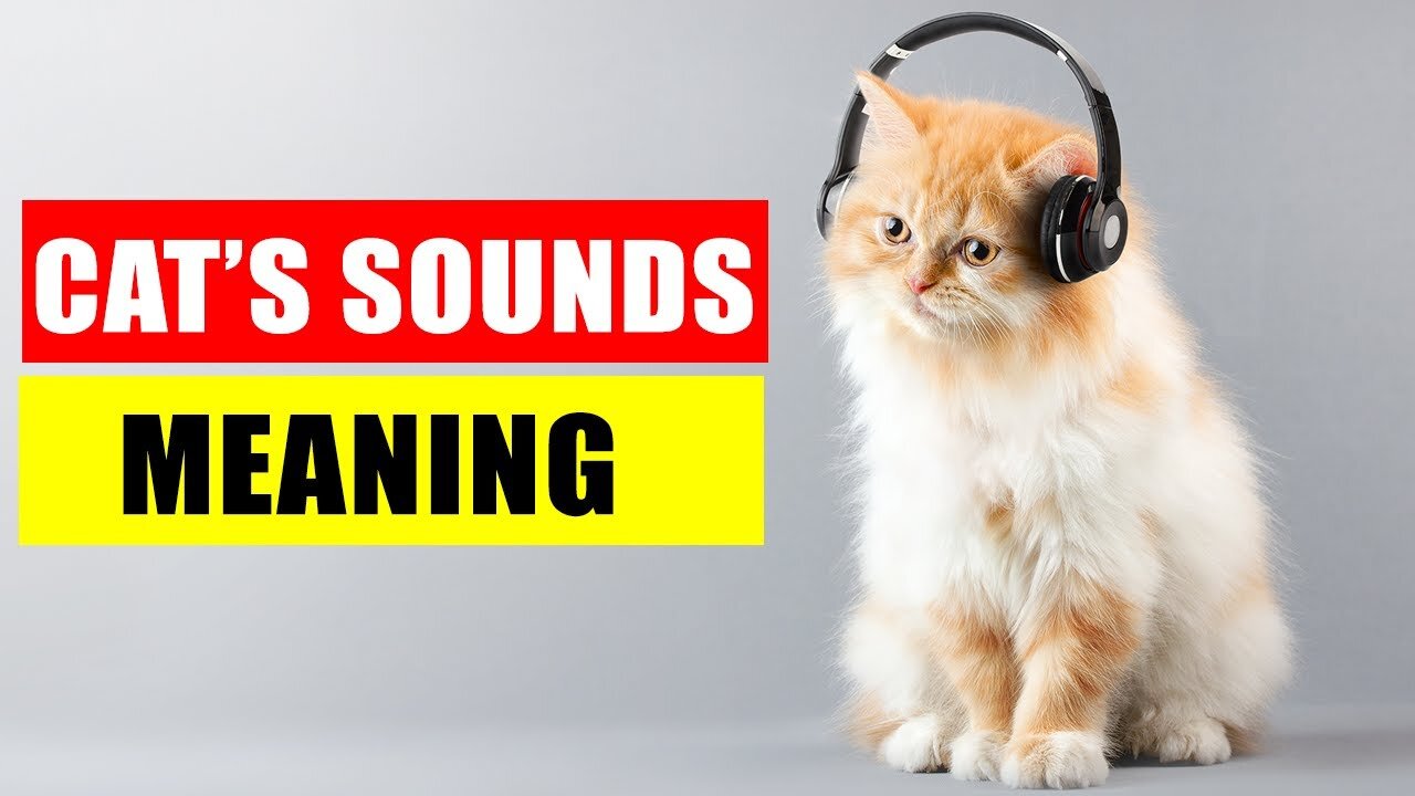 Cat sound effect