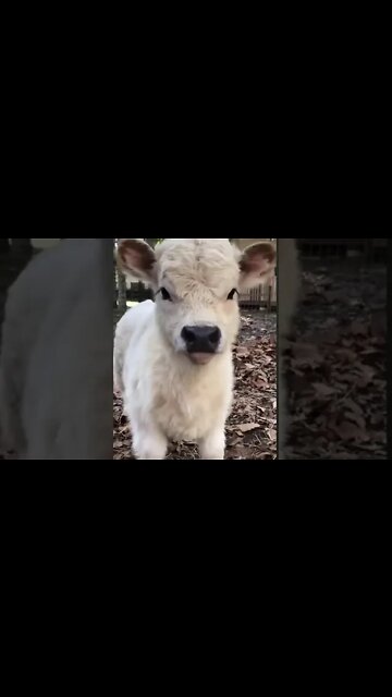 Cute #shorts #subscribe