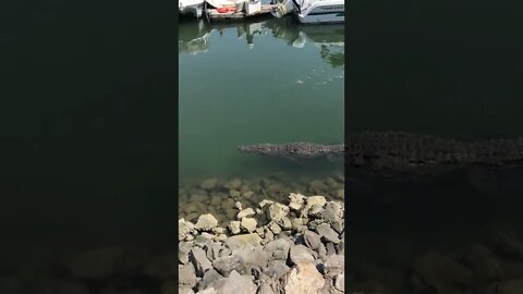 Peaceful Marina