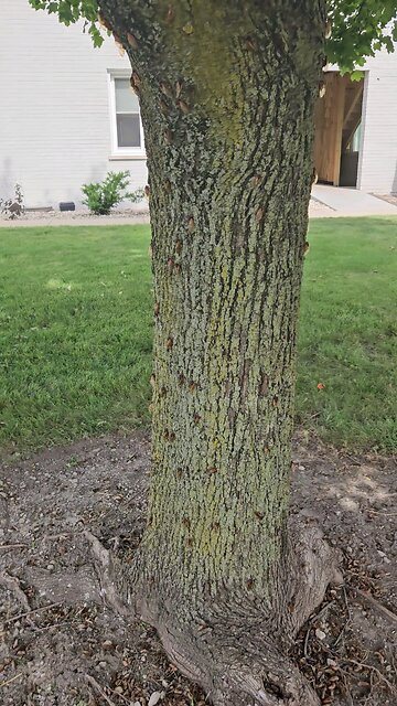 Thousands of cicadas on a tree