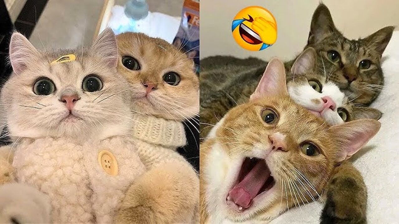 So funny animals 🤣😱😱