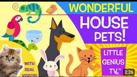 House Pets! | videos for babies, toddlers, kids