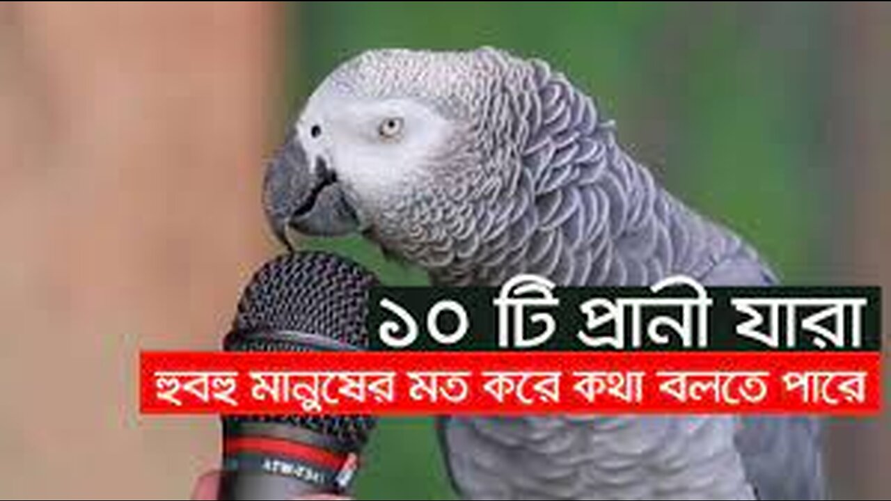 ১০ টি প্রানী যারা হুবহু মানুষের মত করে কথা বলতে পারে - Animals Who Can Talk like human