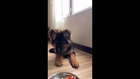 POV: Your dog is an eating machine 😂