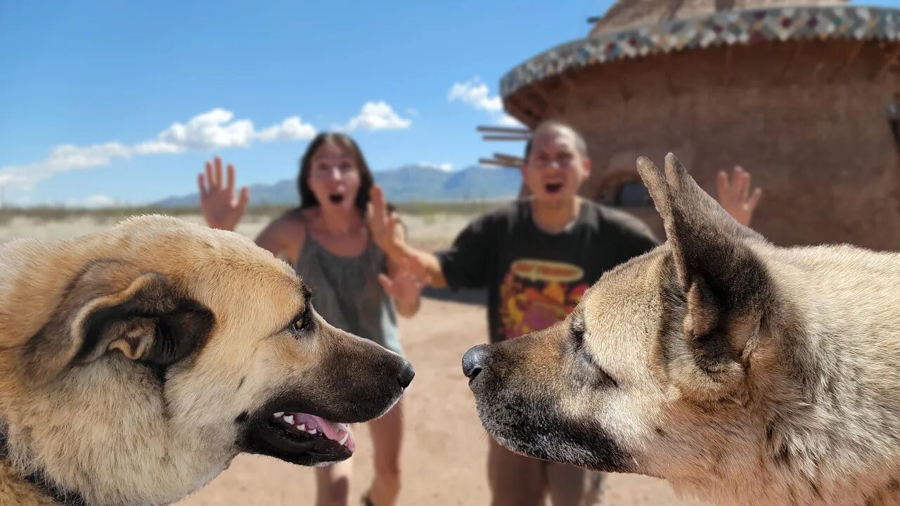 THIS Did Not Go As Expected! Introducing Our New Dog To Our American Akita