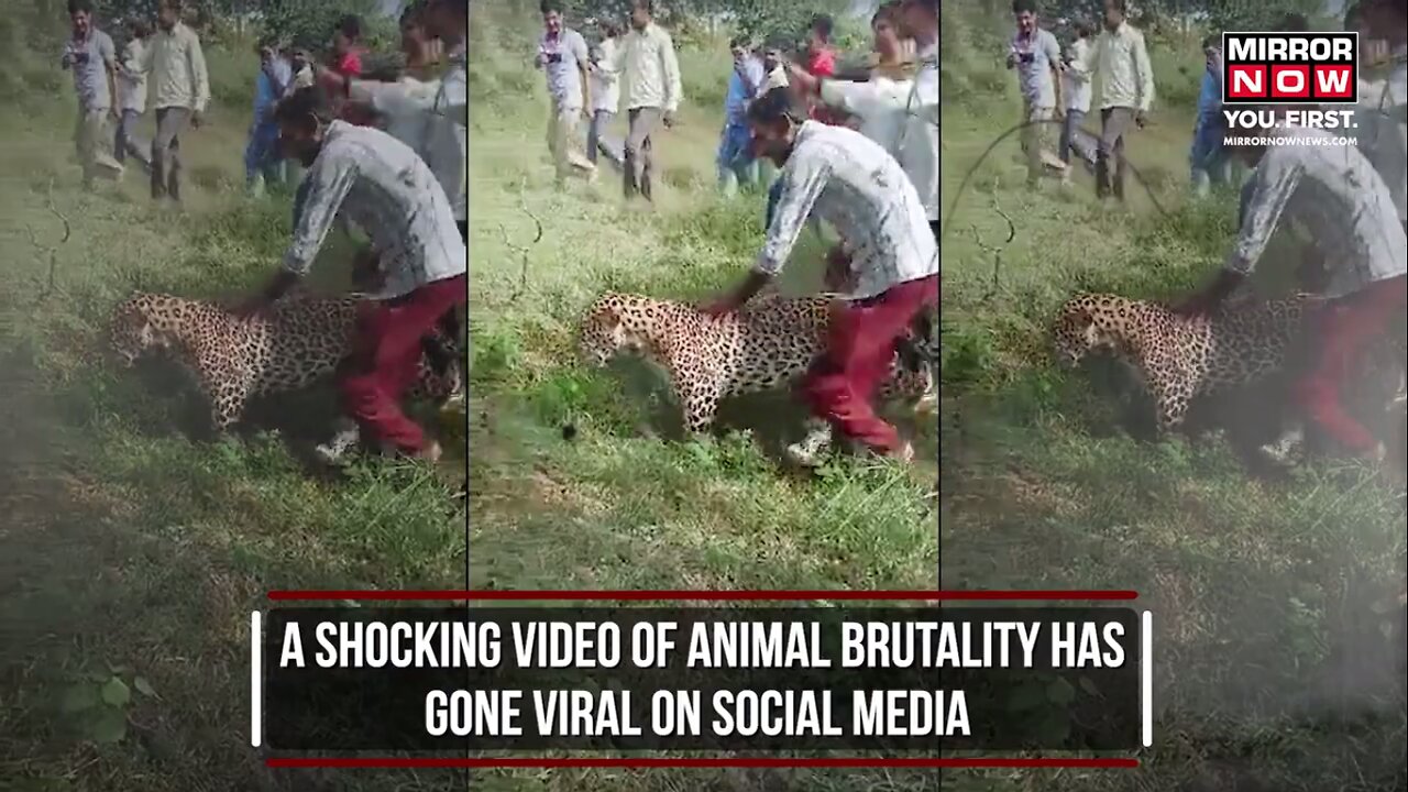 Leopard Viral Video: Villagers Spotted Sick Leopard, Did This | Animal Cruelty