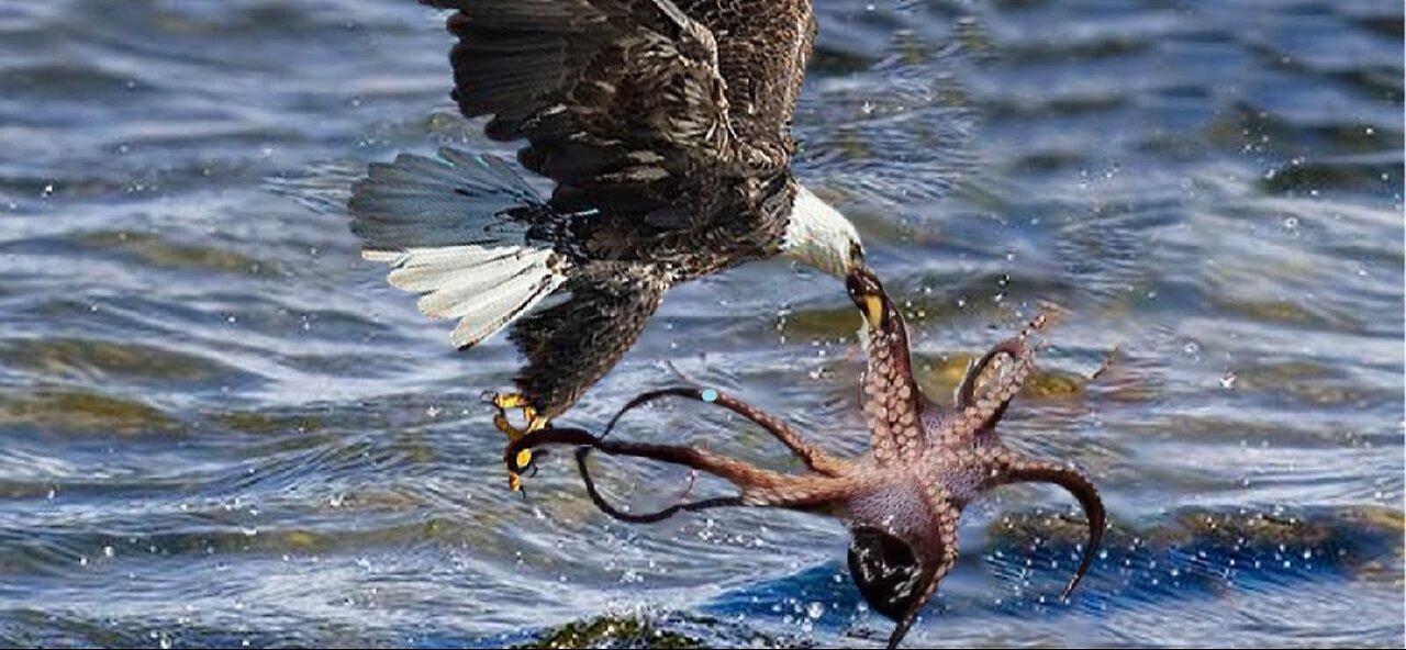 The Eagle Dies While Hunting Octopus In The Ocean