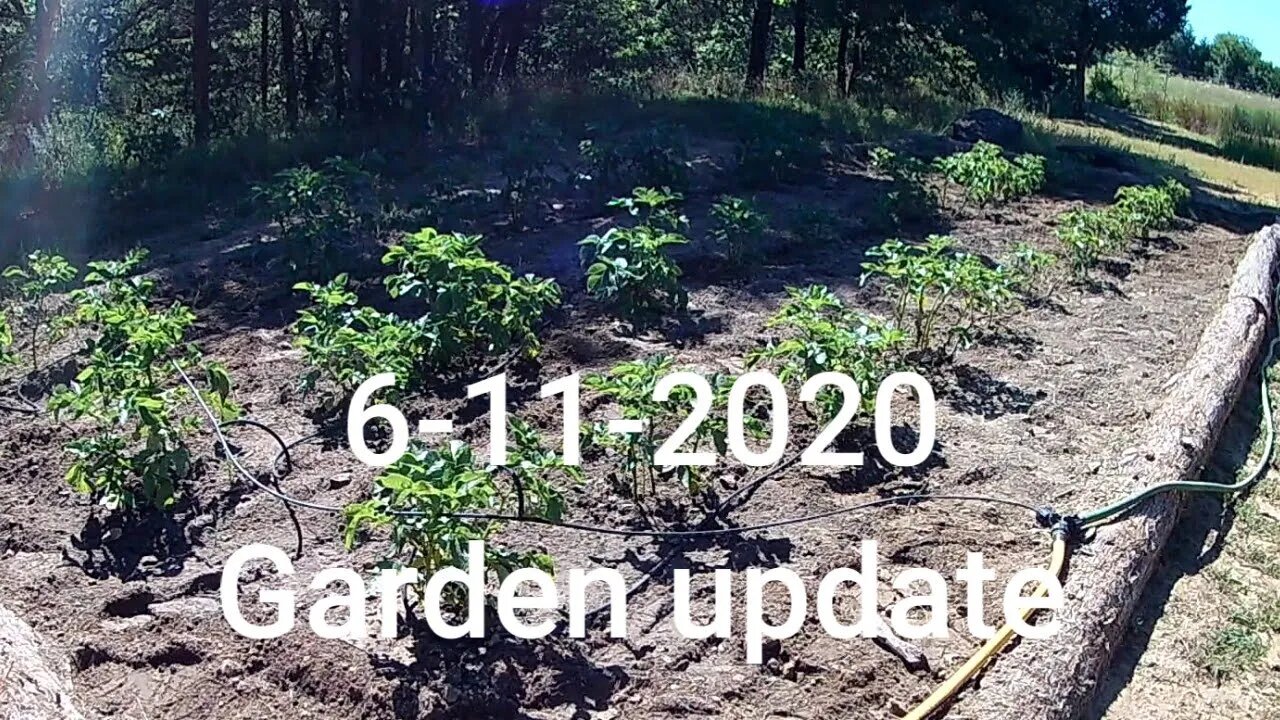 Garden Update 6-11-2020