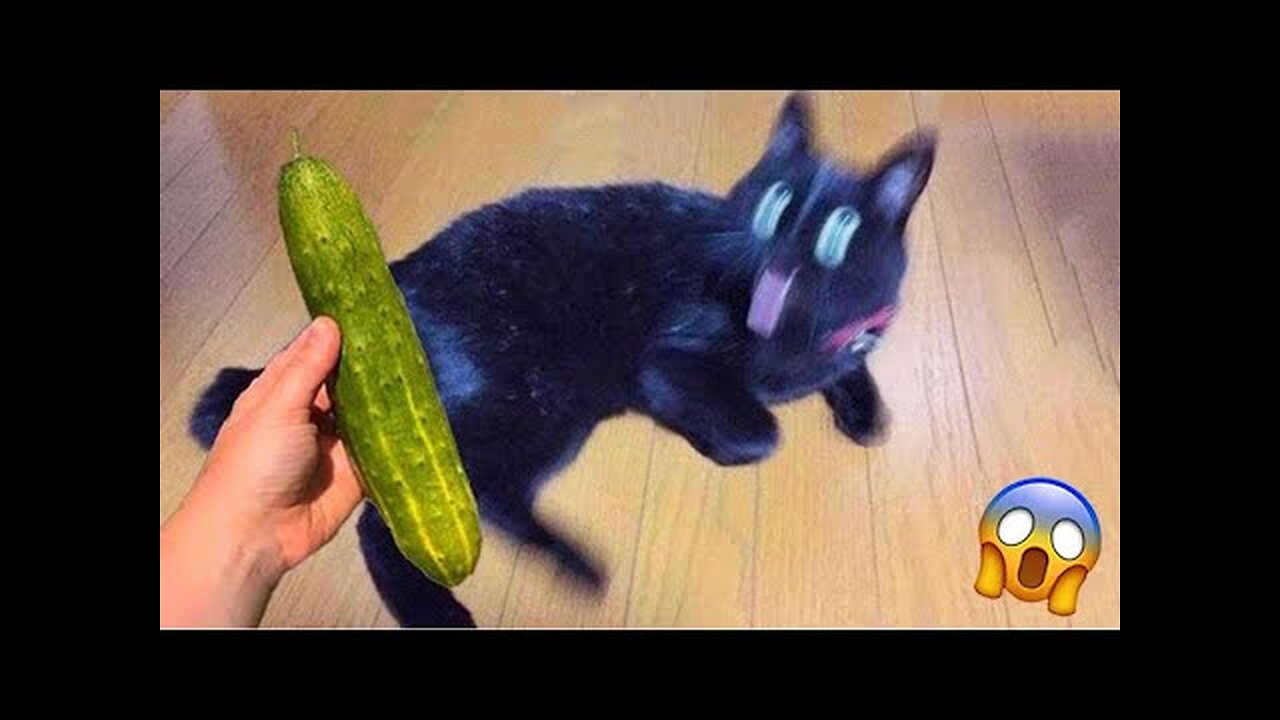 CATS will make you LAUGH YOUR HEAD OFF - Funny CAT compilation