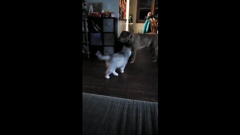 Husky Puppy play attacks big brother Lab