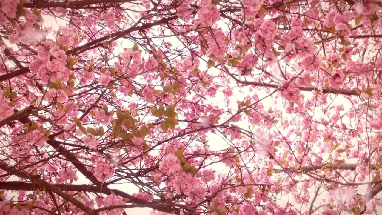 Sakura Serenity Dreams