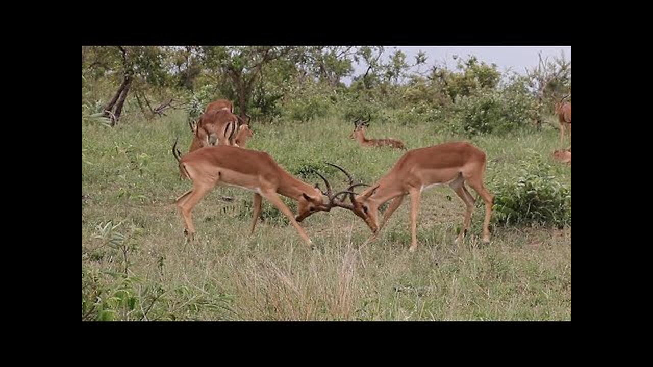 Impala Rams Fighting Copyright Free Animal Videos