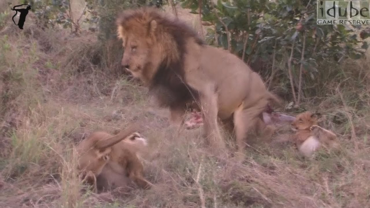 Lions Interact Around A Waterbuck They Caught