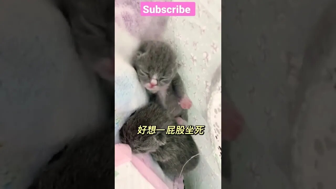 So Cute Baby Cat Lovely moments ||#3- 😻😽💝 #shorts #shortsfeed #youtubepets_&_animals