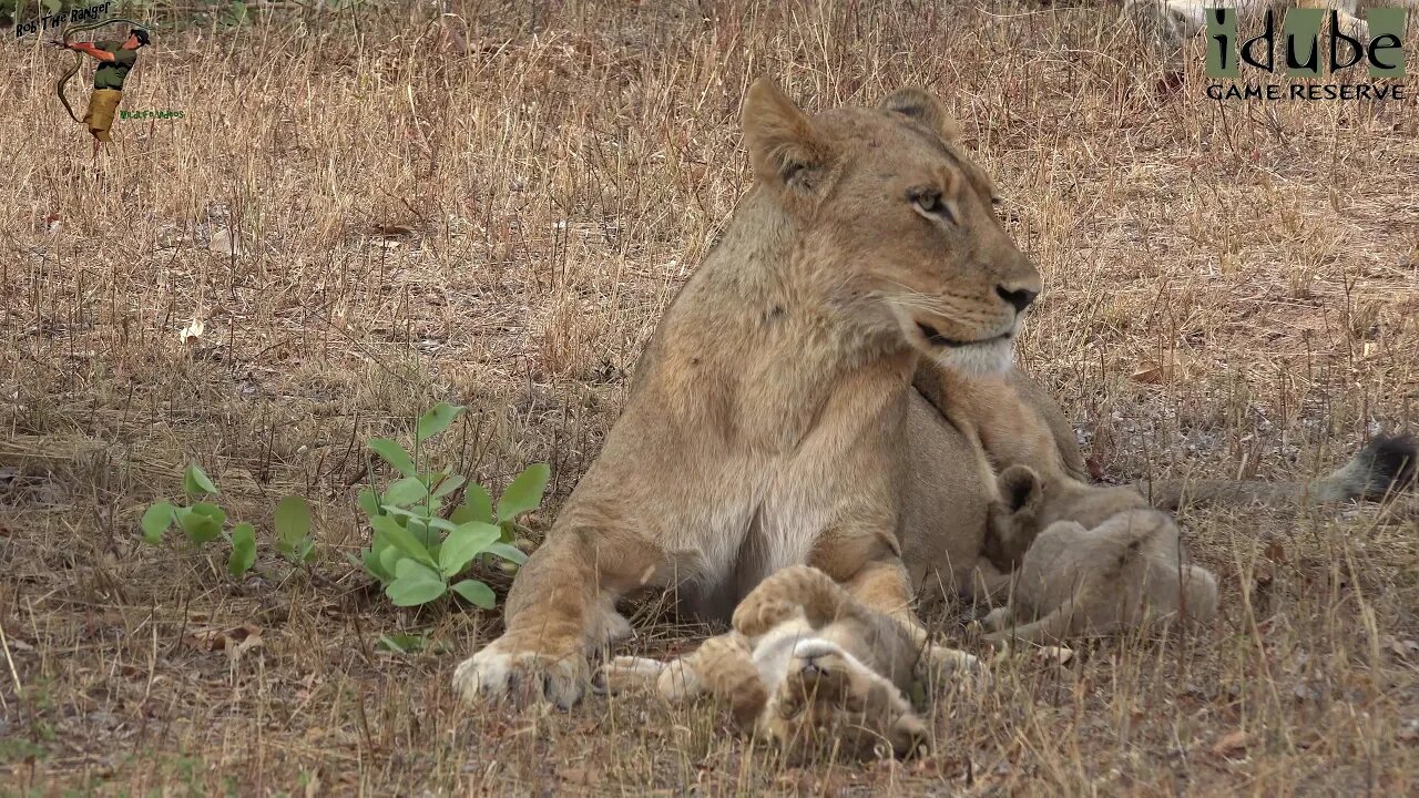 Daughters Of The Mapogo Lions - Rebuilding The Othawa Pride - 80: Relaxing