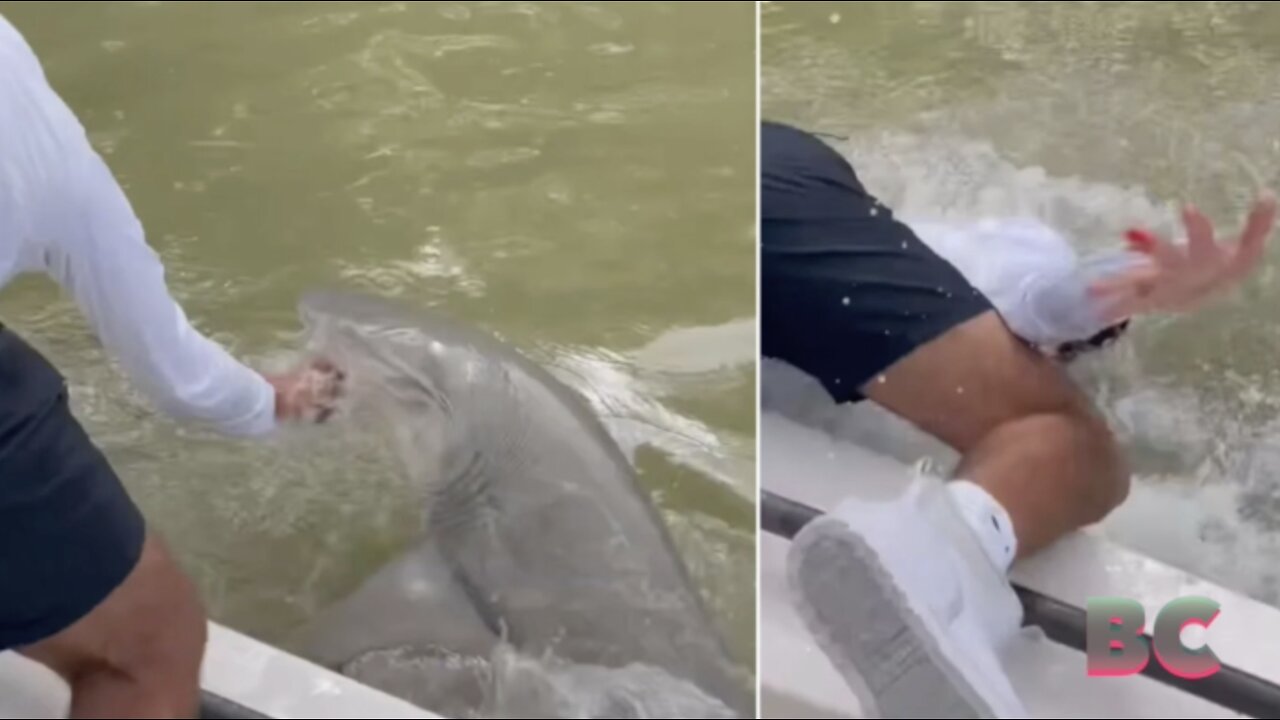 Video captures shark pulling man into water in the Florida Everglades