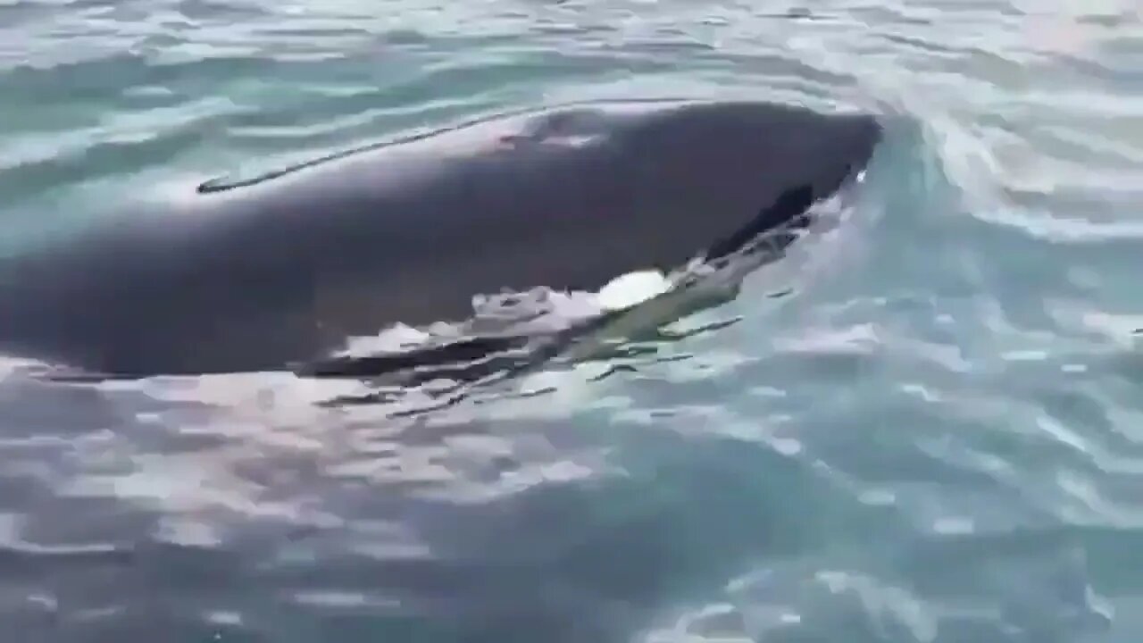 Seal jumps on the boat to save itself from Orca