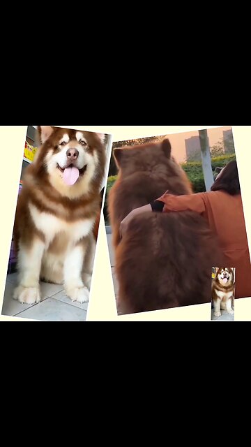 Big and beautiful dog