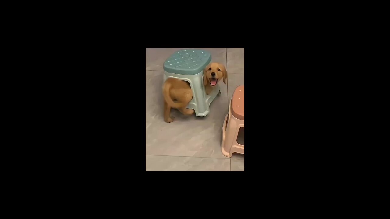 Dog Stuck On A Chair Funny | Trends22