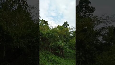 hutan