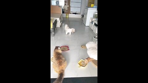 funny videos