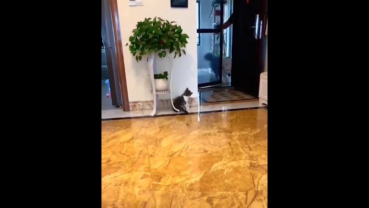 Cat pull a prank