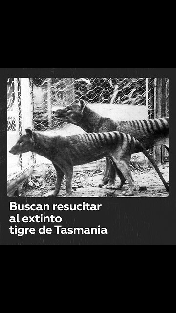 Decodifican por primera vez el ARN de una especie animal extinta