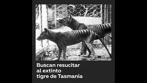 Decodifican por primera vez el ARN de una especie animal extinta